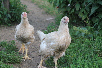 Hühner in freier Wildbahn 