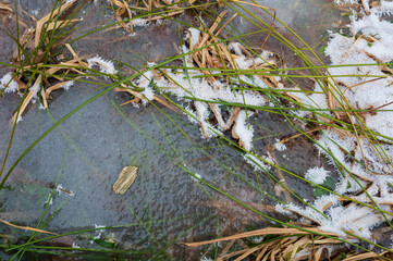 winter ice and frozen green grass