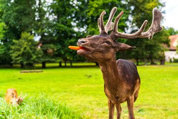 Naklejka na ściany i meble Deer eats carrot from human hand on green meadow