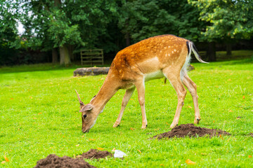 Deer eats carrot from human hand on green meadow