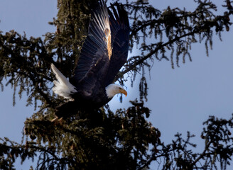 Bald eagle in flight