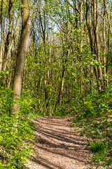 Karstwanderweg im Harz