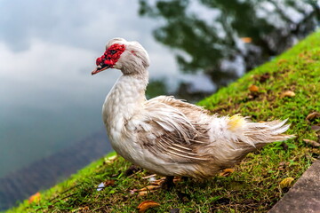 White indo-cat on the shore of a pond in Sri Lanka