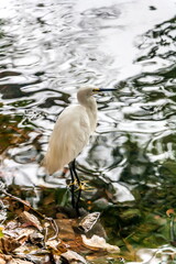 White heron on the shore of a pond in Sri Lanka