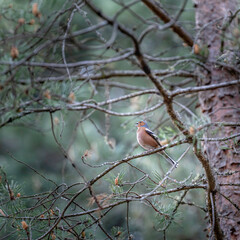 Chaffinch in song 