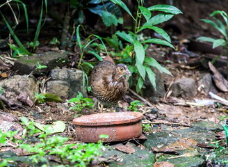 Brown chicken near the feeder on the background of rocks and green grass in Sri Lanka