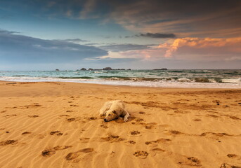 A light dog lying on the sand of a beach against the background of the Indian Ocean surf and the sky with clouds in the rays of the rising sun in Sri Lanka