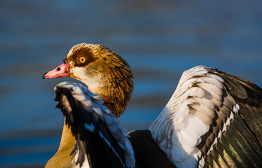 Egyptian Goose spreading its wings as it prepares to fly