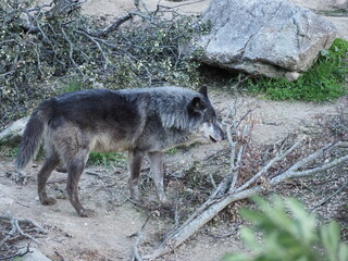Grey Wolf Madrid Zoo