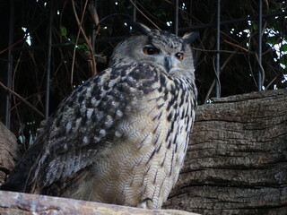 Royal owl Madrid zoo