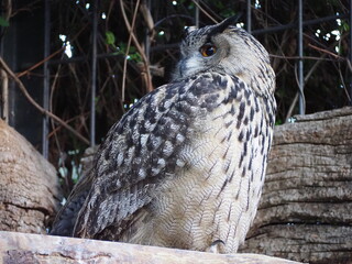 Grey owl Madrid zoo