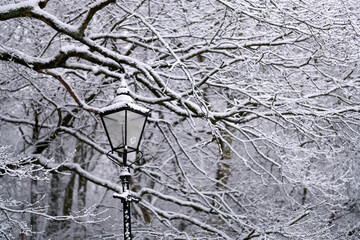 snow covered branches