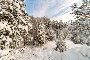 Fototapeta na wymiar White winter landscape in the forest
