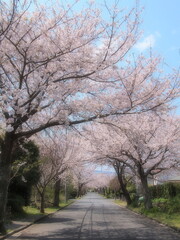 満開の桜並木