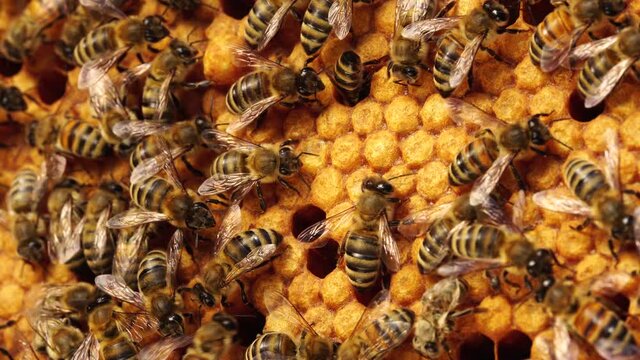 Capped worker brood, Sealed Brood, Bee Larvae and Eggs. A honey bee colony, a honeycomb close up, beehive, beekeeping