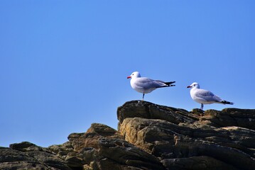 2 Gaviotas en Menorca