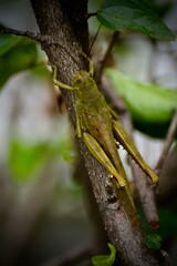 Close-up portrait of grasshopper resting on a plant tree