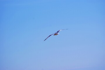 Vuelo de gaviota