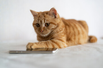 Ginger kitten lies next to the cell phone