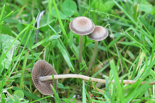 Panaeolus foenisecii, commonly called the mower's mushroom, haymaker or brown hay mushroom, wild fungus from Finland