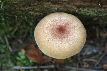 Tricholomopsis rutilans, known as Plums and Custard or Red-haired agaric, wild mushroom from Finland