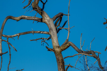 Dead tree