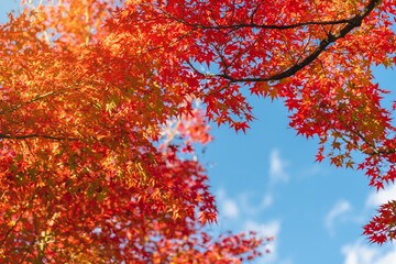 colorful tree branches in Japanese garden, Look up view of the trees in autumn season