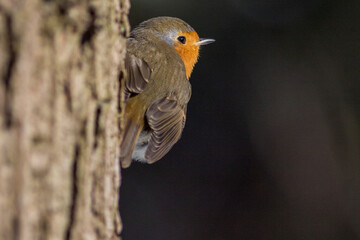 European robin (Erithacus rubecula)