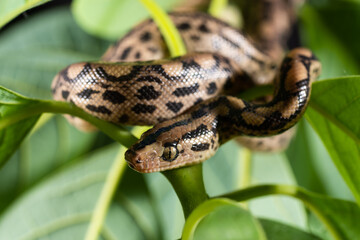 Close up photography of an exotic snake on a tree branch