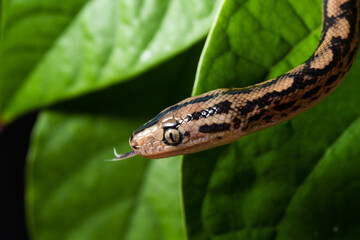 Close up photography of an exotic snake on a tree branch