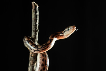 Close up photography of an exotic snake on a tree branch
