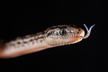 Close up portrait of a garter snake with copy space