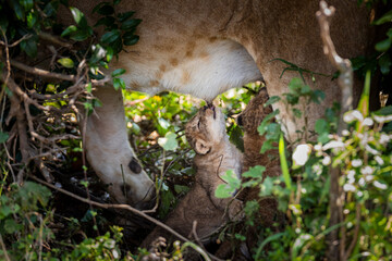 Obraz premium Lion cub suckling from its mother.