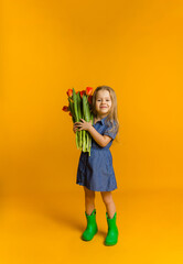 smiling little girl in a blue dress and rubber boots holds a bouquet of red tulips on a yellow background with a copy of the space