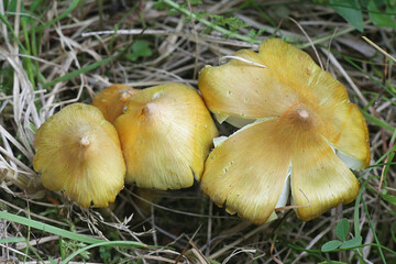 Hygrocybe citrinovirens, known as the citrine waxcap, endangered mushroom species from Finland