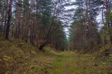 View of a young forest in autumn after rain.