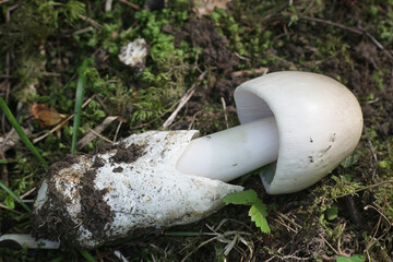 Amanita magnivolvata, a toadstool from Finland with no common English name