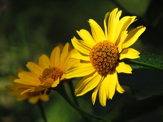 yellow flower in the garden