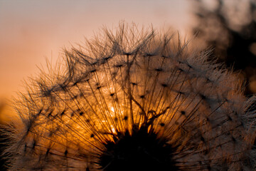 the rays of the outgoing sun break through the fluffy dandelion 
