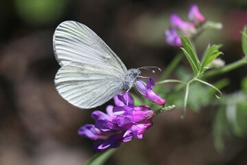 Wood White, Leptidea sinapis, feeding on Tufted Vetch 