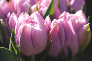 Obraz premium BRIGHT AND BEAUTIFUL SPRING TULIPS