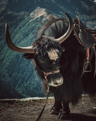 Russia, Caucasus, Dombay, mountain Yak on the background of mountains, year of the bull