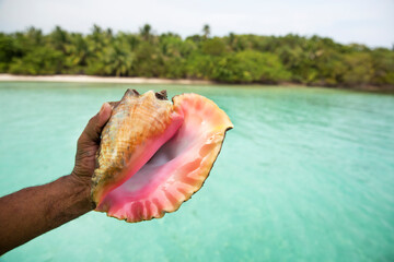 guests can go Snorkeling with the Chef, they'lltake a guided day cruise to the Gulf of Honduras where they'll be able to snorkel in the warm waters and then be prepared an incredib
