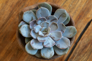 The mexican peacock echeveria  (Echeveria Peacockii) succulent