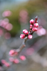 Fototapeta na wymiar 四国香川県の紅梅と白梅
