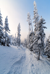 Magical winter forest under morning sunlight, Gaspesie, QC, Canada
