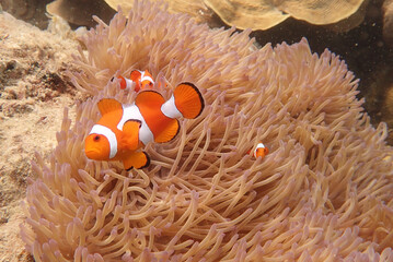 Fototapeta na wymiar Clownfish in anemone, Karimun Jawa, Central Java