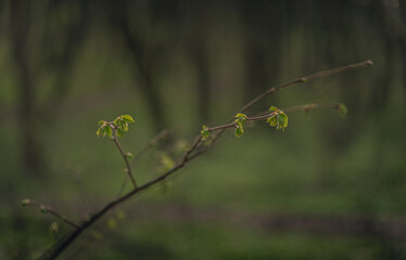 Spring nature