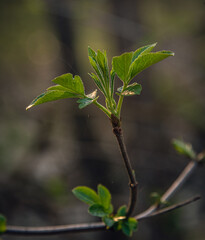 Spring nature