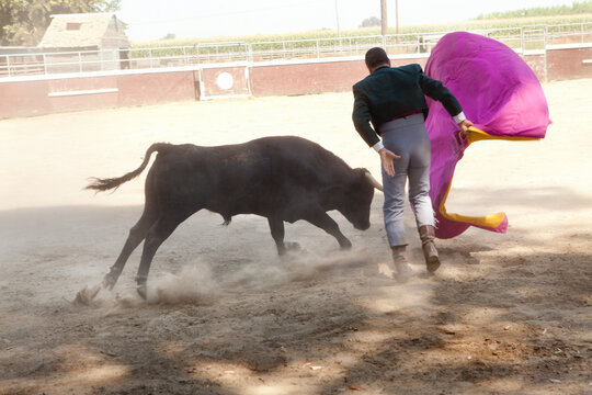 Toreador Dennis Borba fighting a bull at his bullfighting school in Escalon